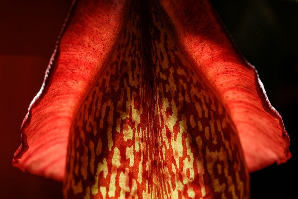 detail of nepenthes trap tube and peristome