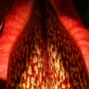 detail of nepenthes trap tube and peristome