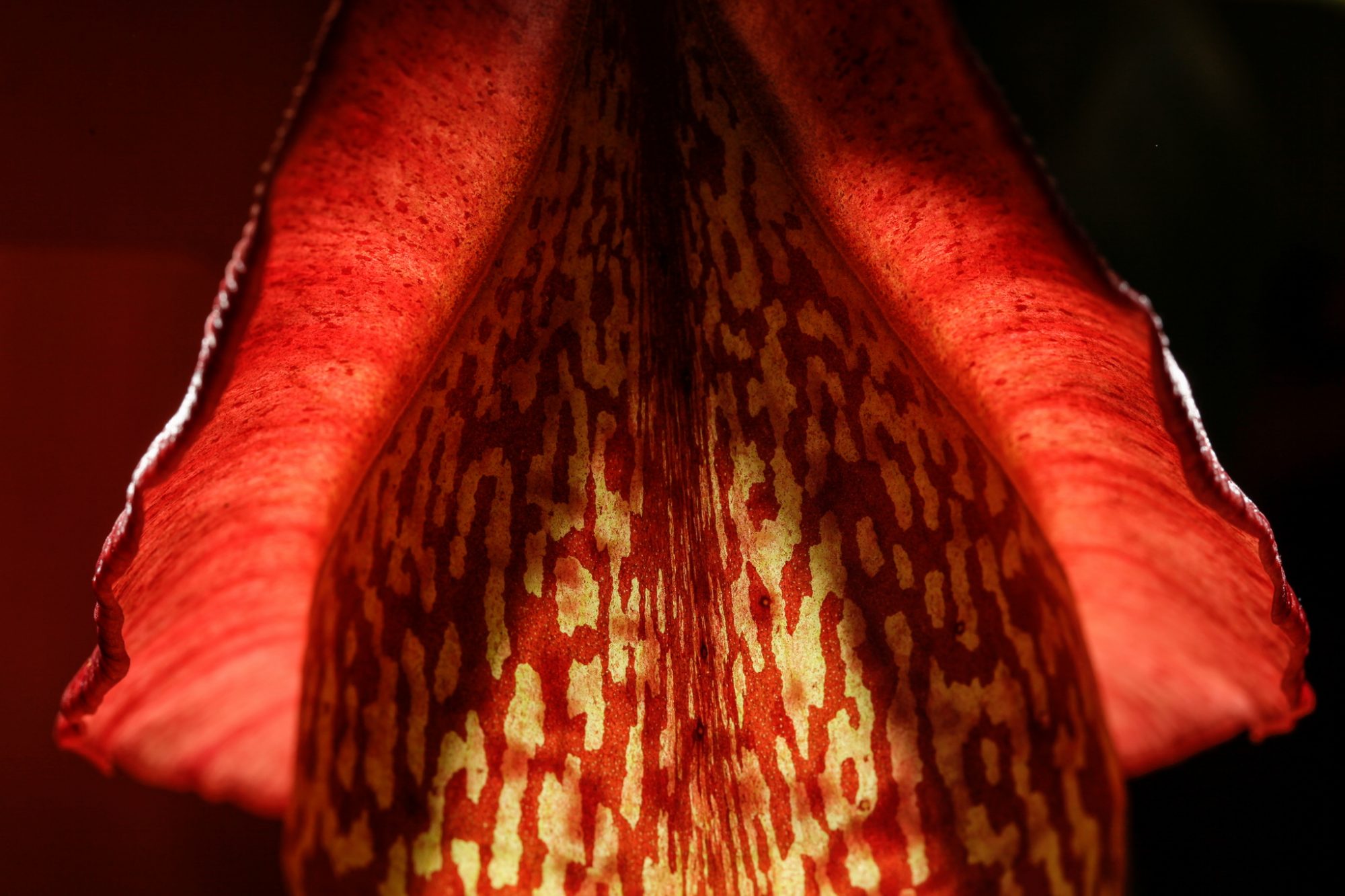 detail of nepenthes trap tube and peristome