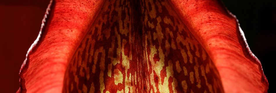 detail of nepenthes trap tube and peristome