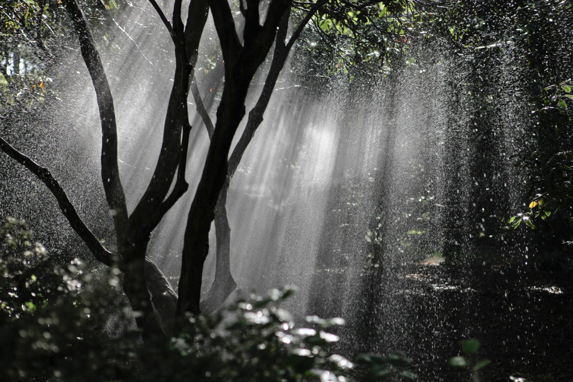 Image of streaks of sun light breaking through the woodland canopy