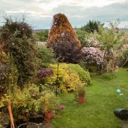 Photo of a suburban garden taken early summer, with some lawn, various plants and trees.