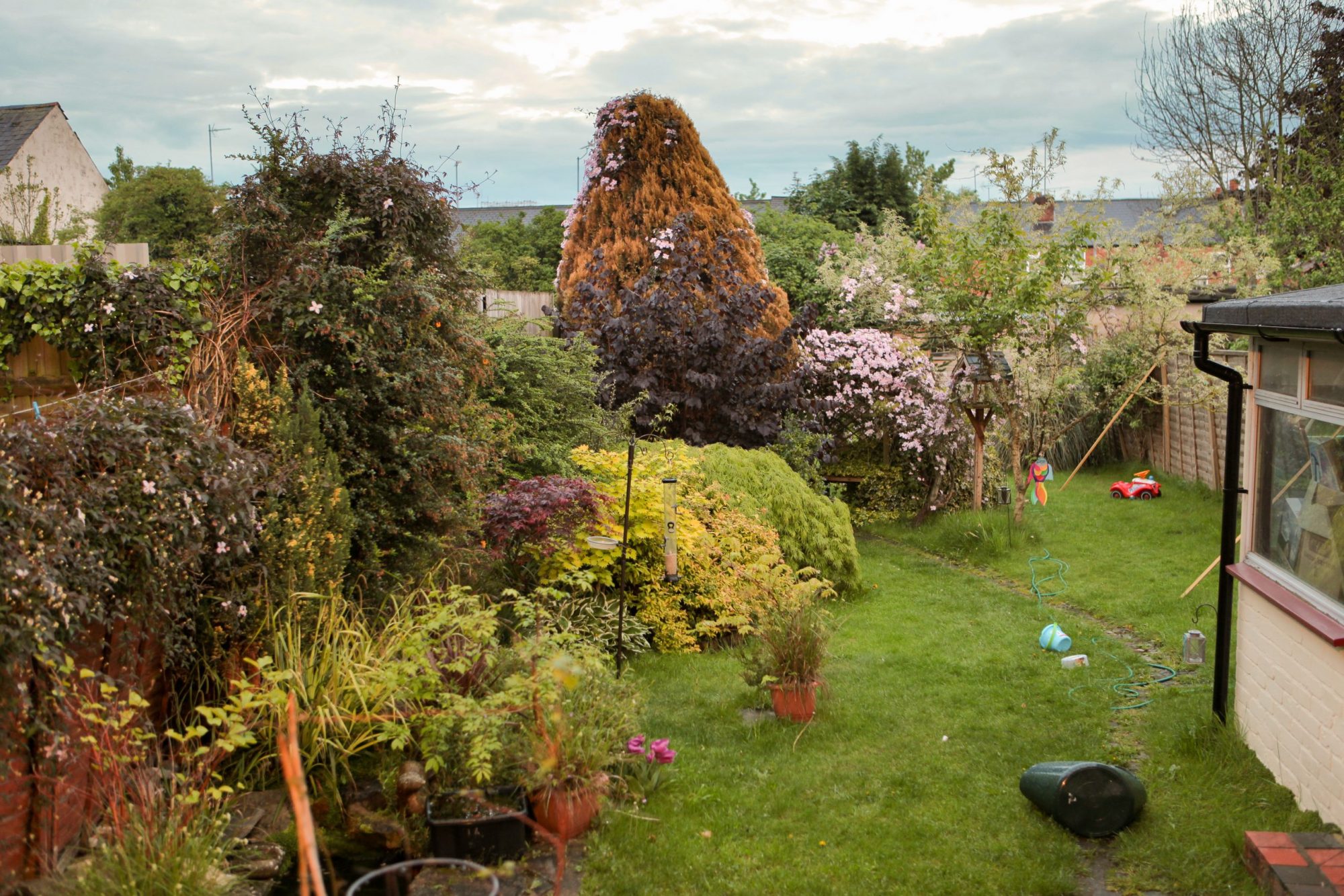 Photo of a suburban garden taken early summer, with some lawn, various plants and trees.