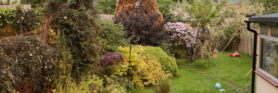 Photo of a suburban garden taken early summer, with some lawn, various plants and trees.