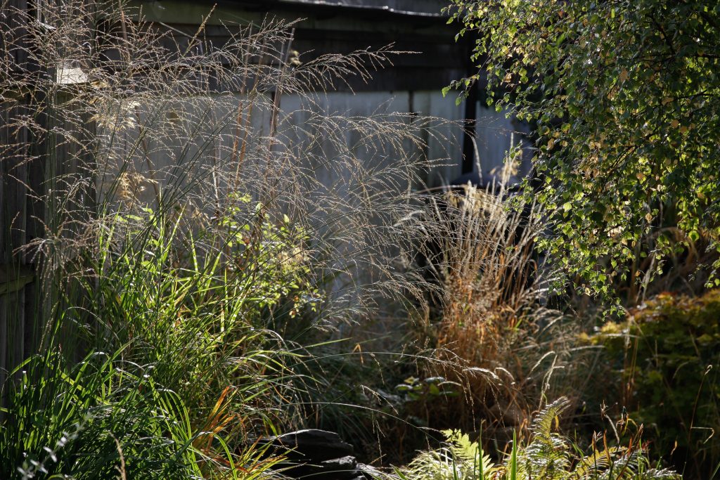 Various grasses with whispy seed heads and other plants creating a nice texture and look
