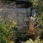 Various grasses with whispy seed heads and other plants creating a nice texture and look
