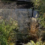 Various grasses with whispy seed heads and other plants creating a nice texture and look