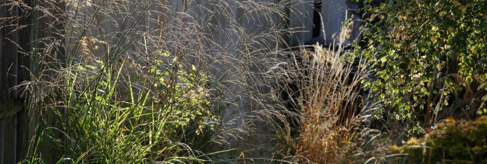 Various grasses with whispy seed heads and other plants creating a nice texture and look