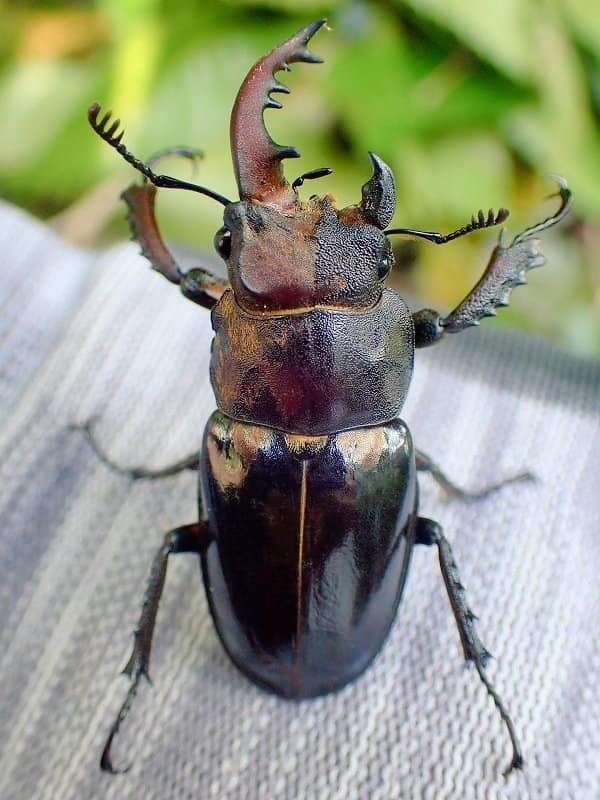 Image of a bilateral gynandromorph stag beetle. One half showing female characteristics, the other half male including a much larger mandible.