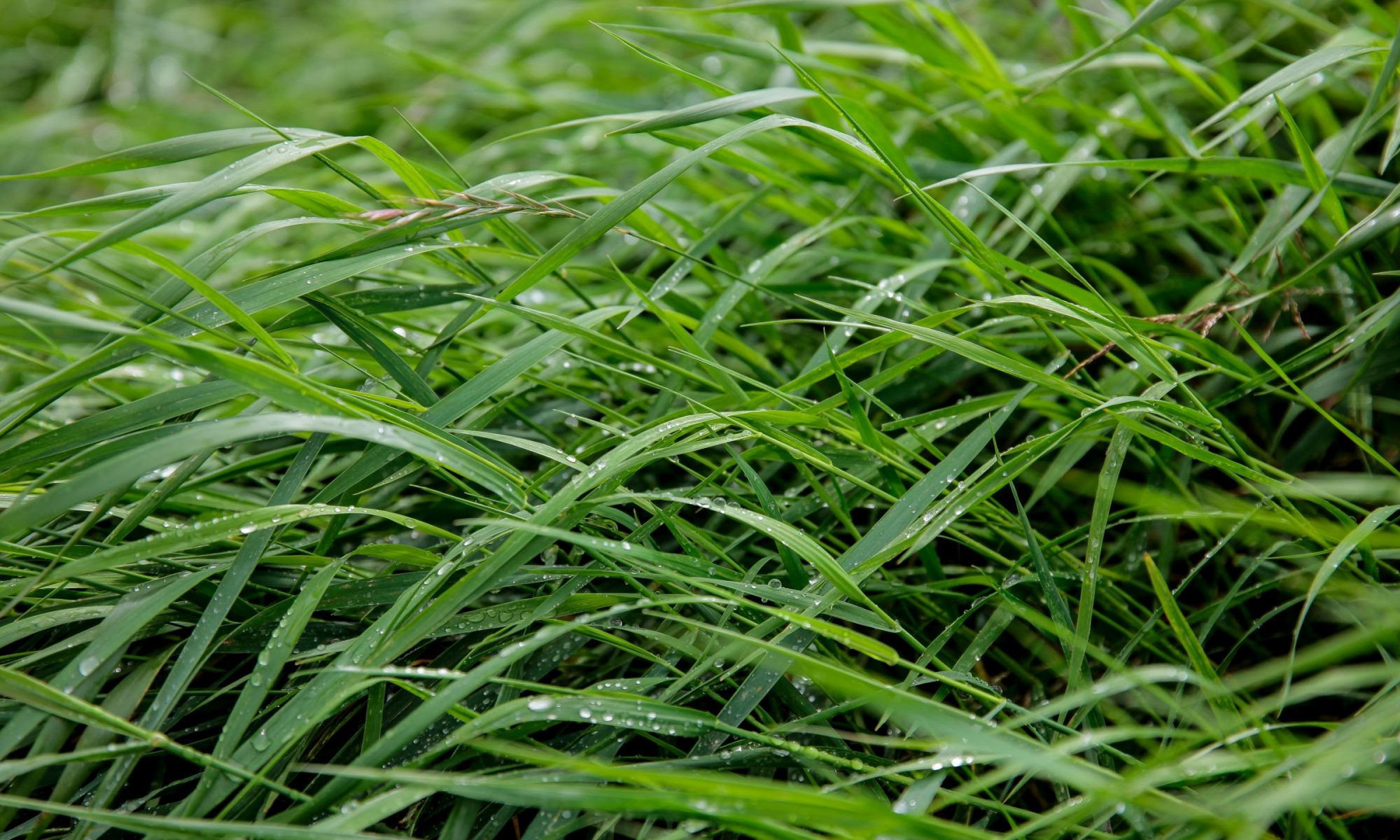 Long green grass with rain drops.