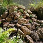 Newly built rockery with pale coloured rocks and planted with creeping thyme.