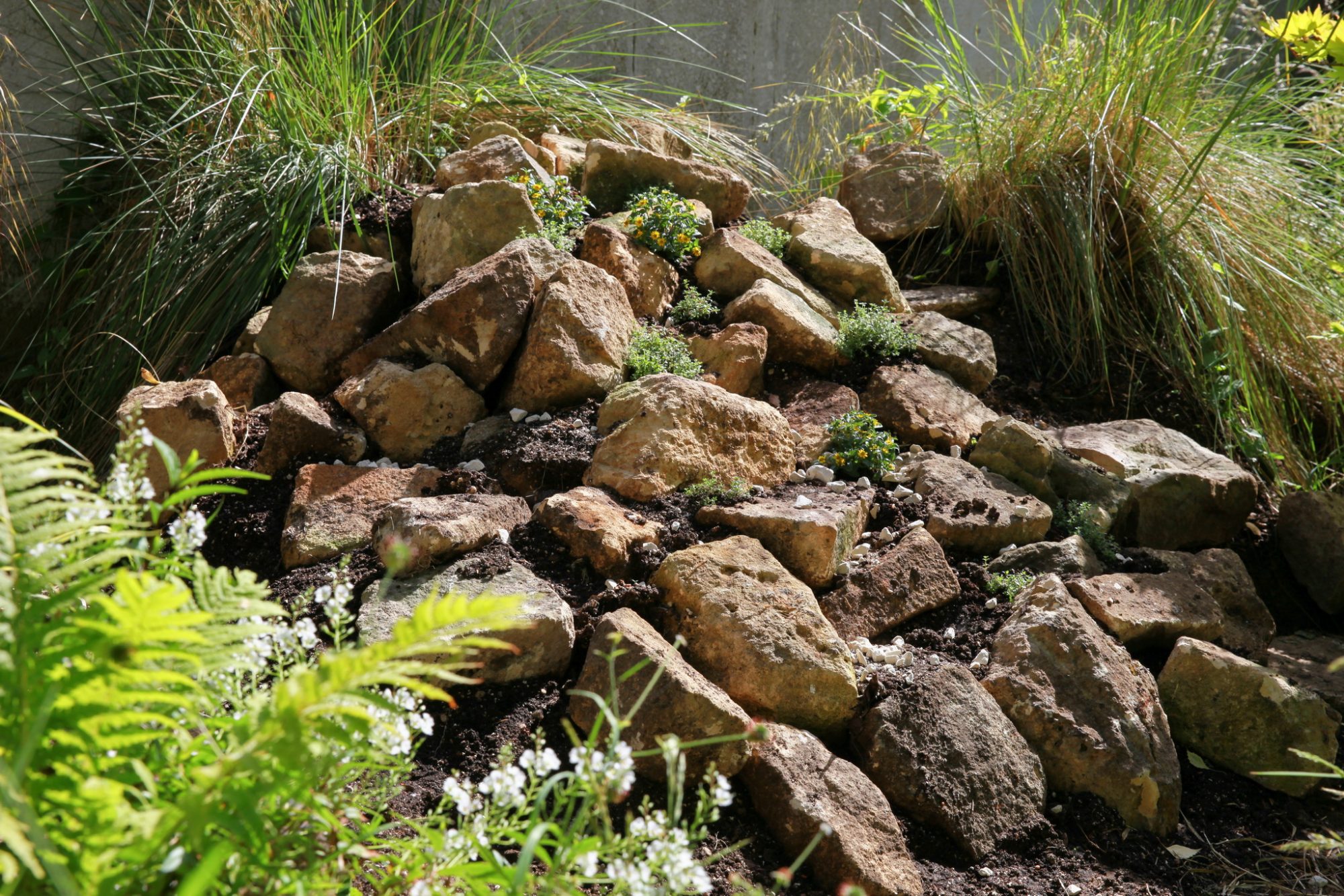 Newly built rockery with pale coloured rocks and planted with creeping thyme.